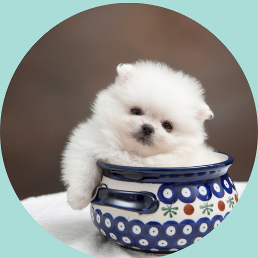 犬猫ペットと家具の共存ルーム