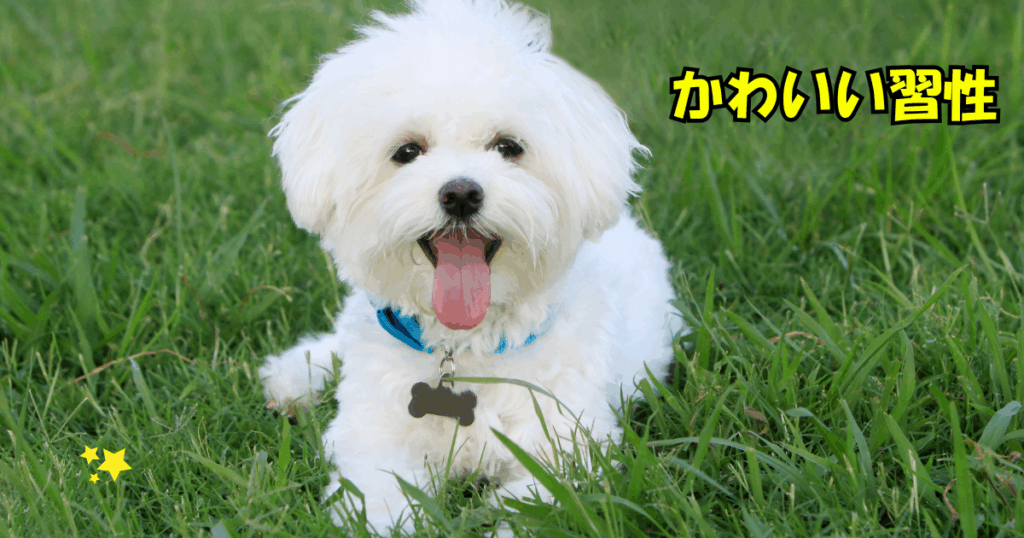 散歩中に白線の上を歩く小さな犬。感触や安心感を楽しみながら歩く様子。