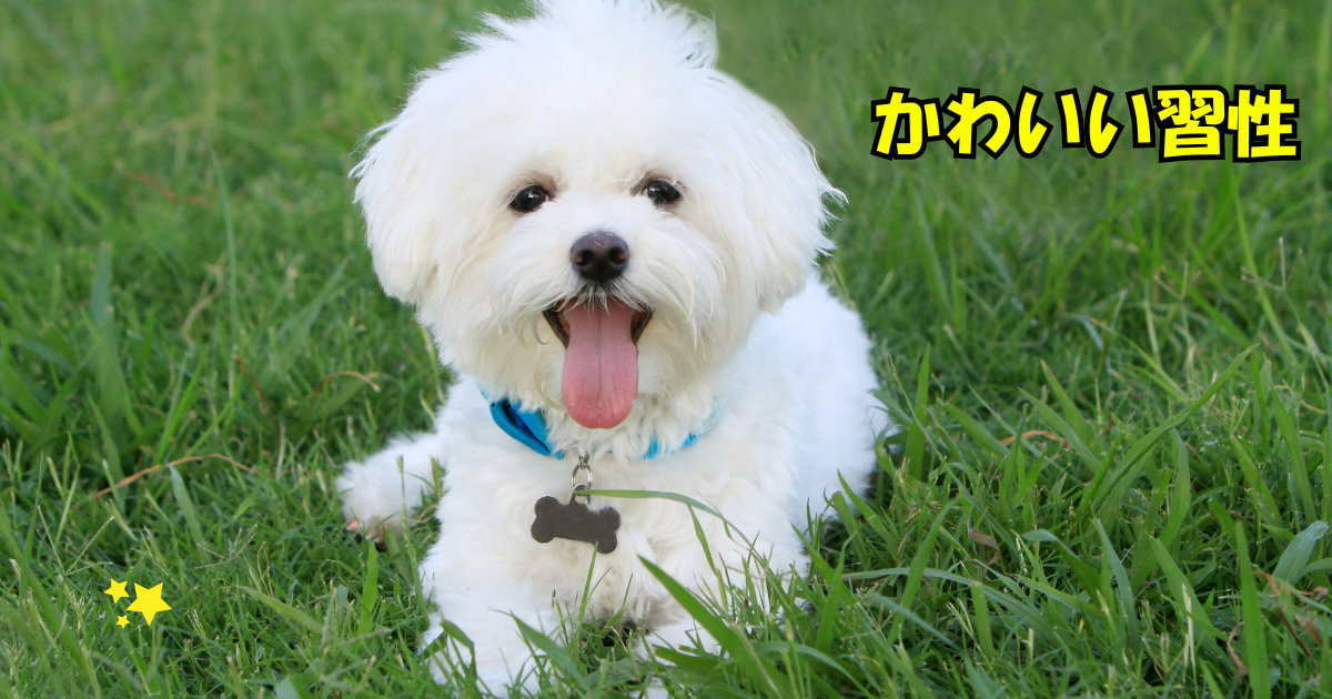 散歩中に白線の上を歩く小さな犬。感触や安心感を楽しみながら歩く様子。