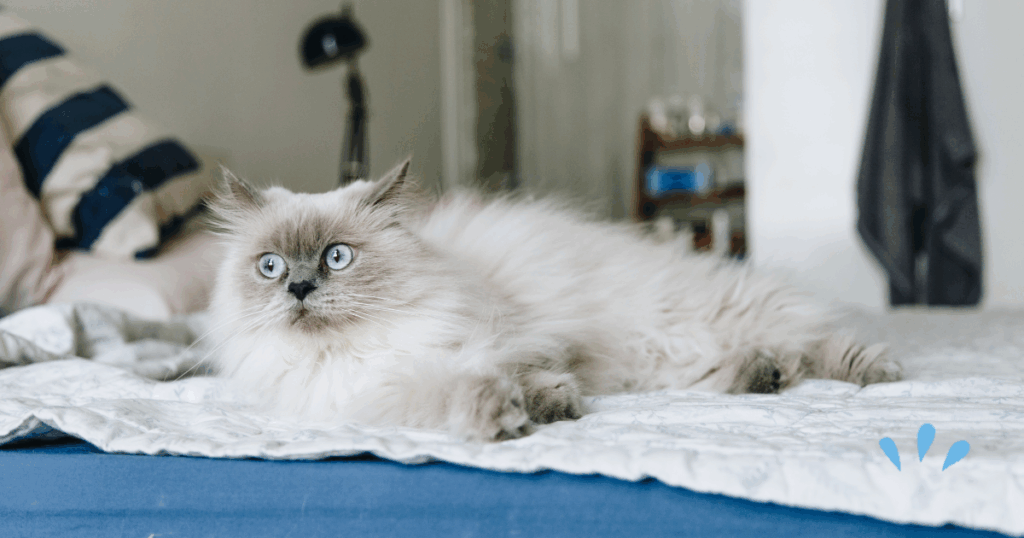 猫が飼い主の頭の上で安心して眠る姿