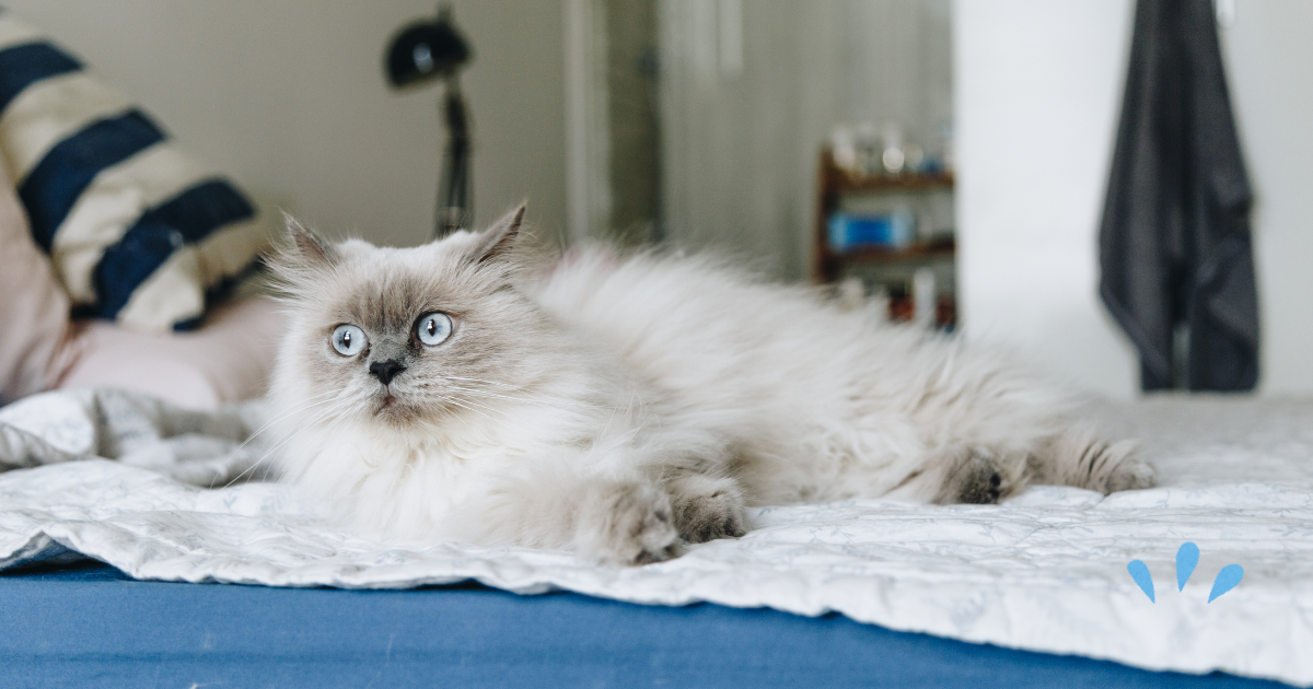 猫が飼い主の頭の上で安心して眠る姿