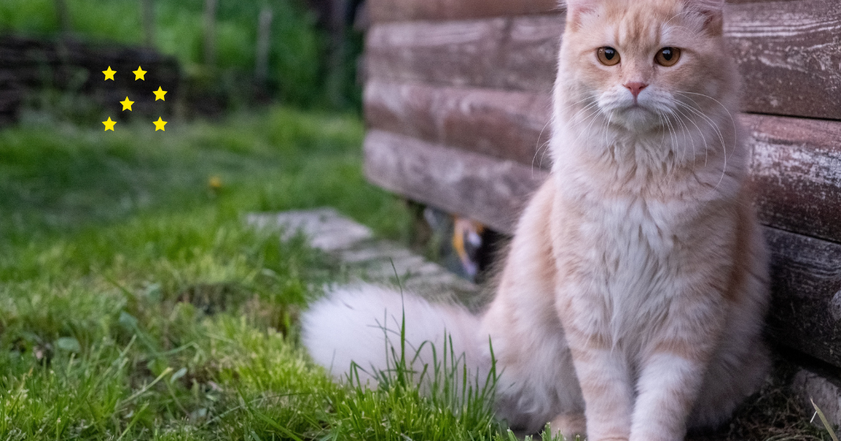 出かける前に猫へ声をかける飼い主。安心して穏やかに過ごす猫の様子。