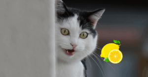 猫が人を噛むときの原因と、レモンの香りでやさしく直す方法を紹介する写真
