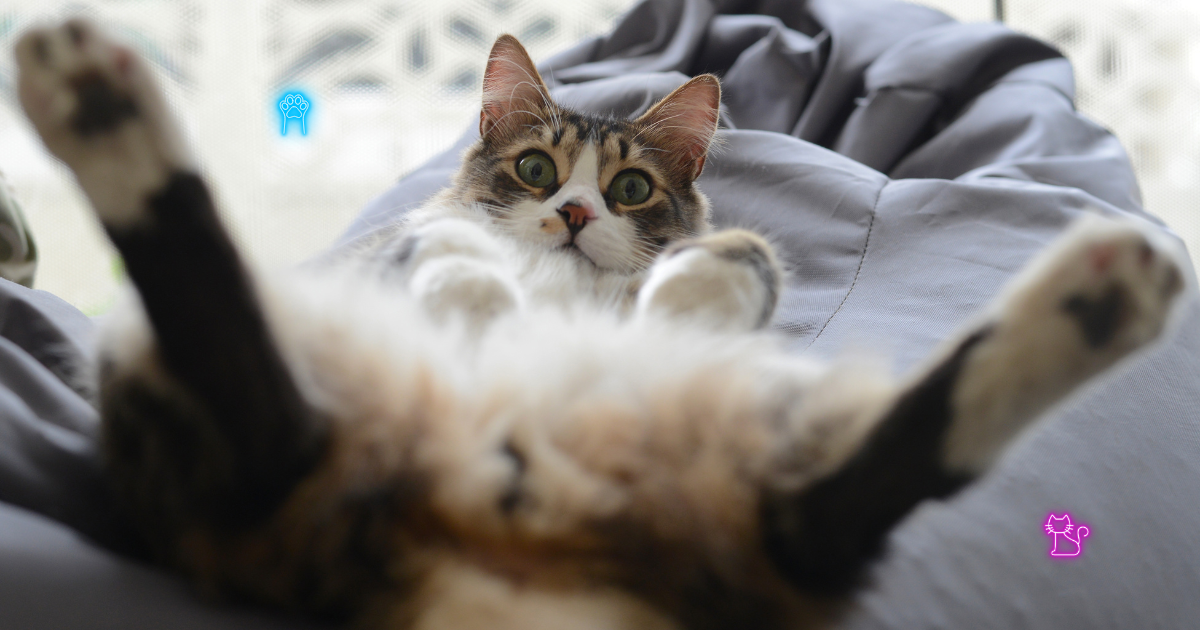 猫が人にお尻を向ける理由を説明するイラスト。信頼や安心のサインとしての猫の行動を示している。