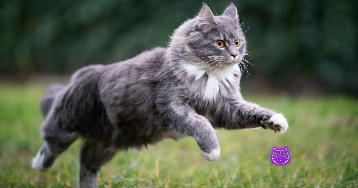 帰宅した飼い主を見て玄関で爪をとぐ猫