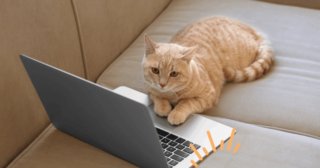 出かける飼い主を見送る猫と帰宅を待つ猫の姿