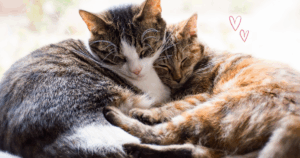 バナナとヨーグルト、緑豆スープで猫の体調を整える自然ケアの様子