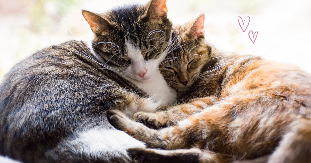 バナナとヨーグルト、緑豆スープで猫の体調を整える自然ケアの様子