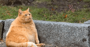 猫のノミダニ対策と粗相対策を行う安全な家庭ケアの様子