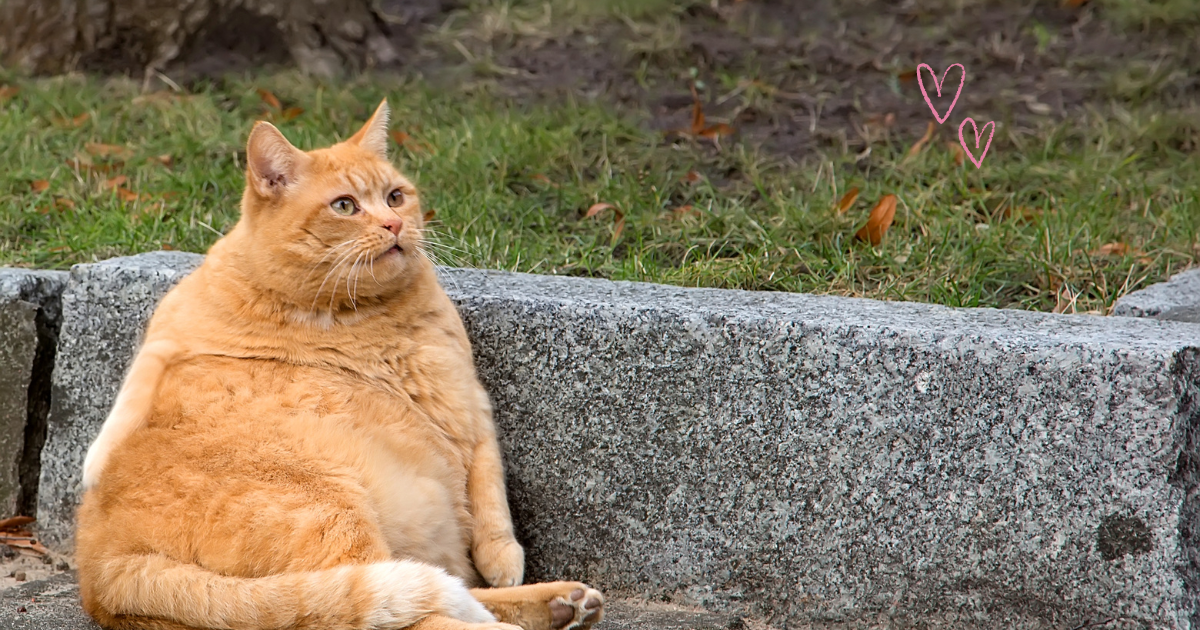 猫のノミダニ対策と粗相対策を行う安全な家庭ケアの様子