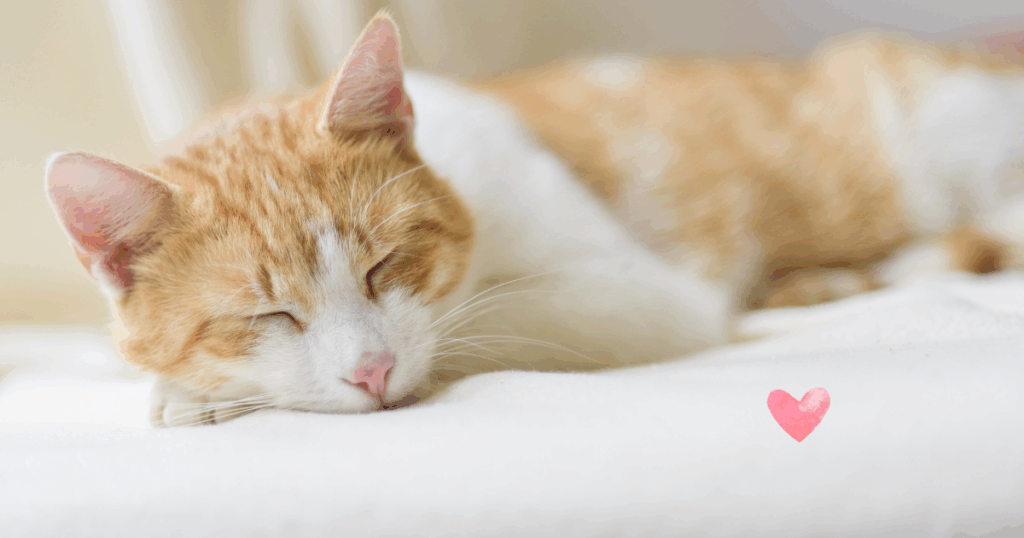 猫と一緒にベッドで眠る姿。信頼と清潔を感じる癒しの時間。