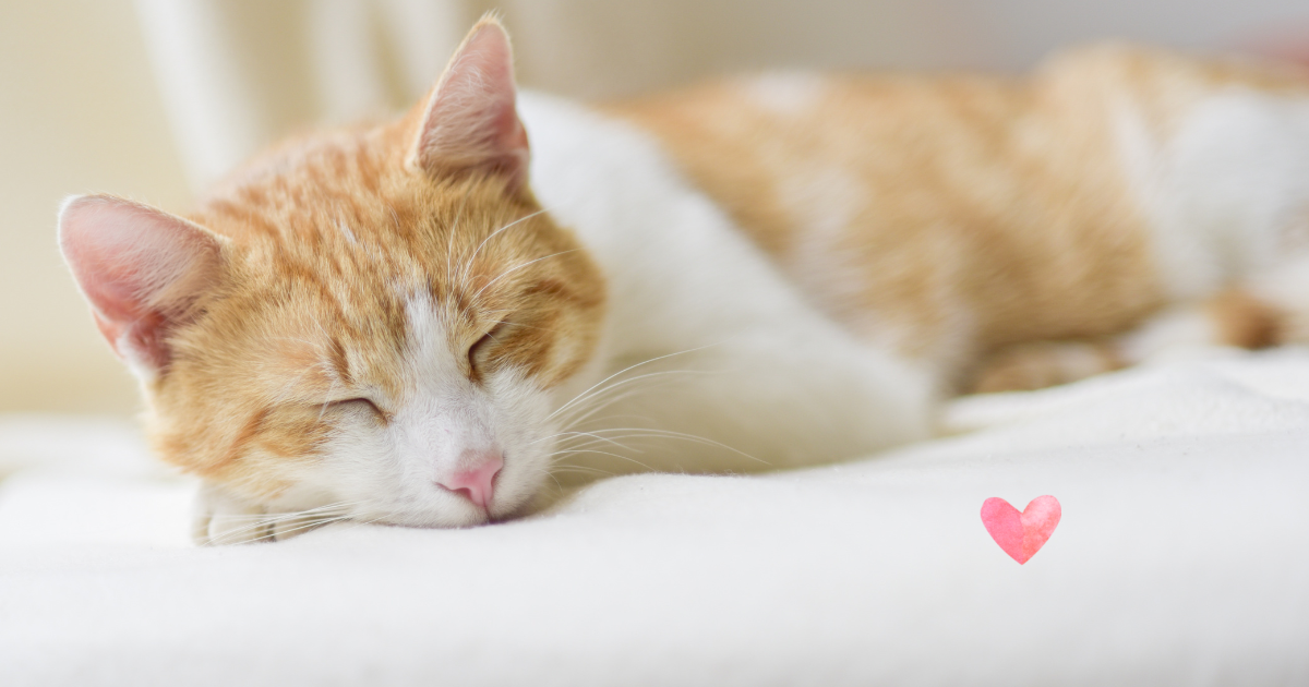 猫と一緒にベッドで眠る姿。信頼と清潔を感じる癒しの時間。