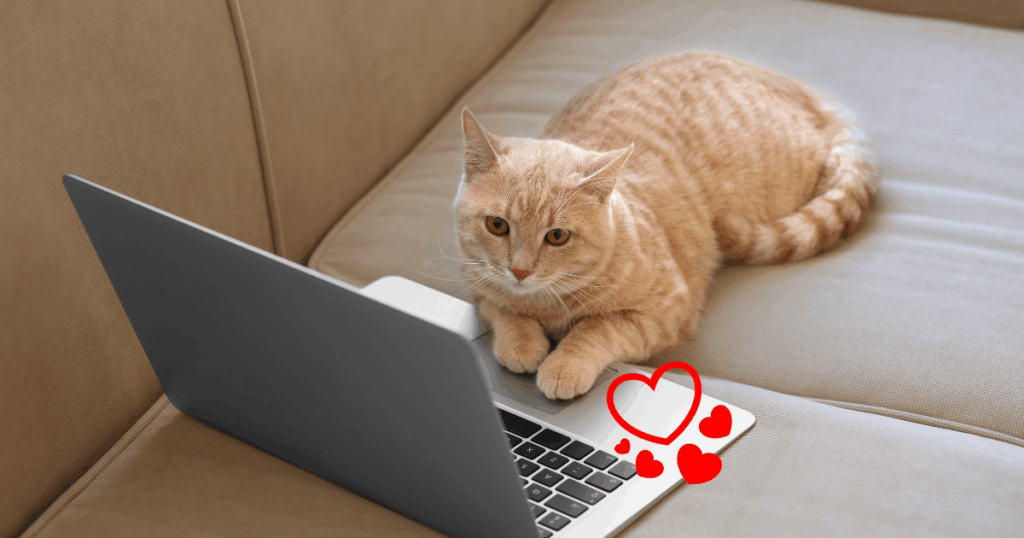 室内で暮らす猫が窓の外を眺めている様子