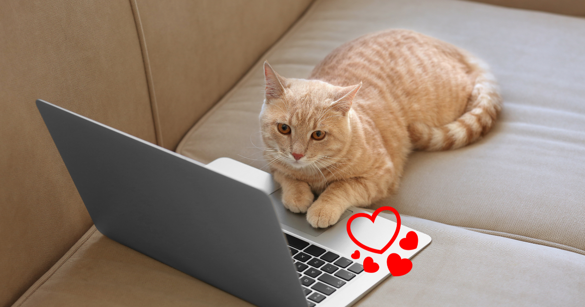 室内で暮らす猫が窓の外を眺めている様子