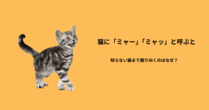 高い声に反応して振り向く猫の様子