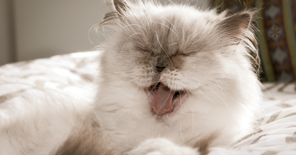 静かに見守る恩返しに来た猫の特徴